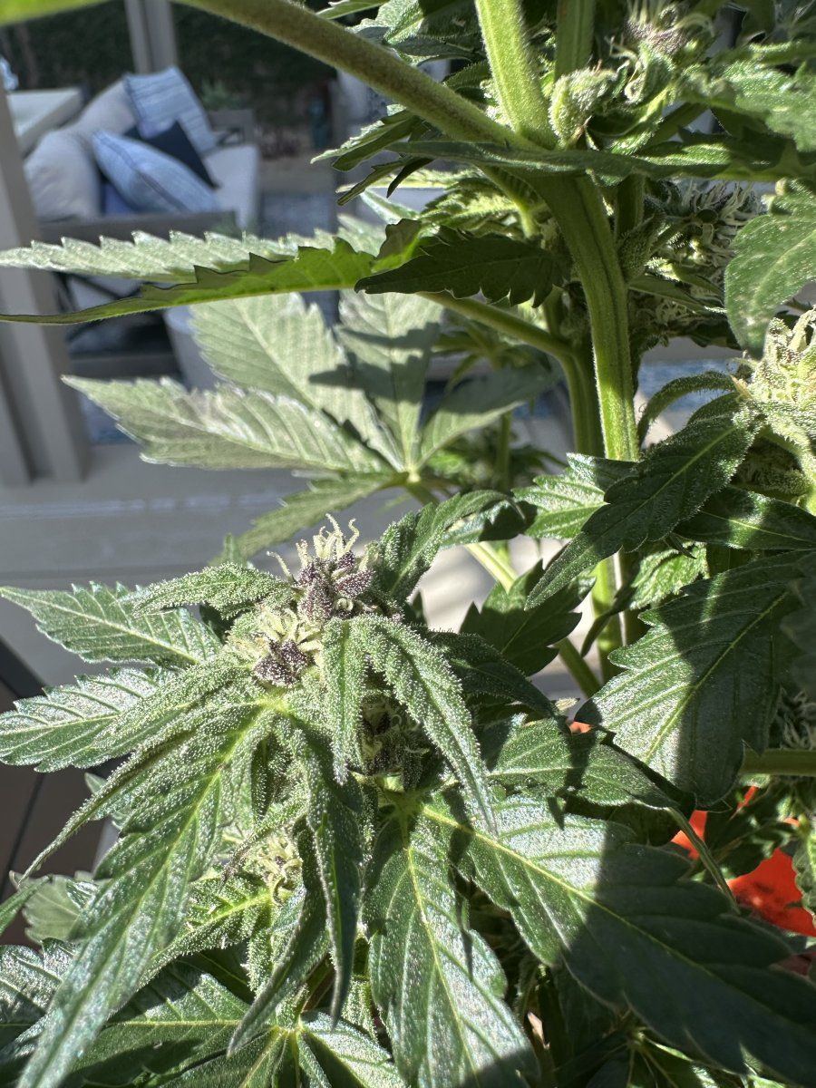 Strawberry banana auto flower questions