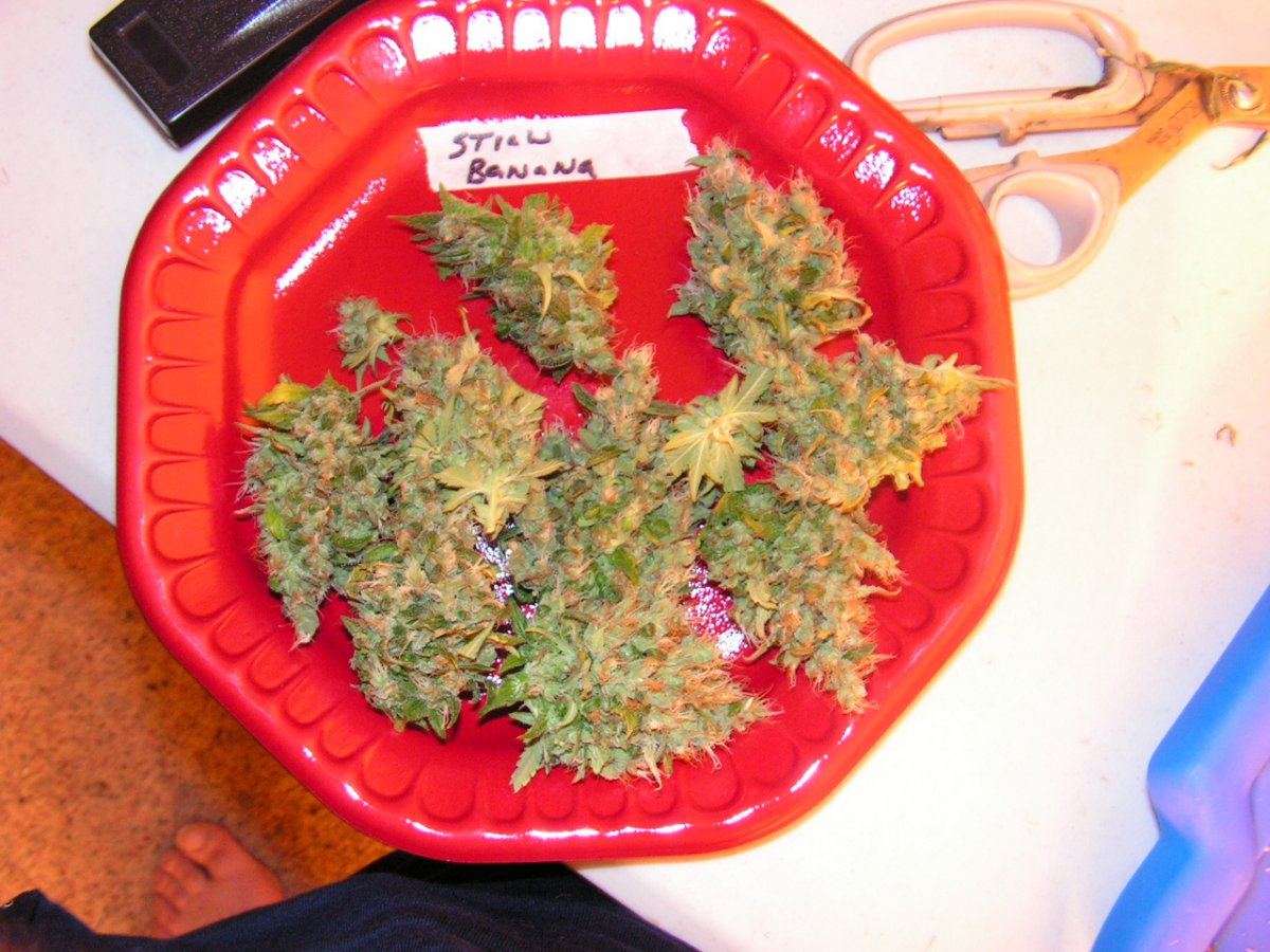 STRAWBERRY BANANA SEEDED BUD