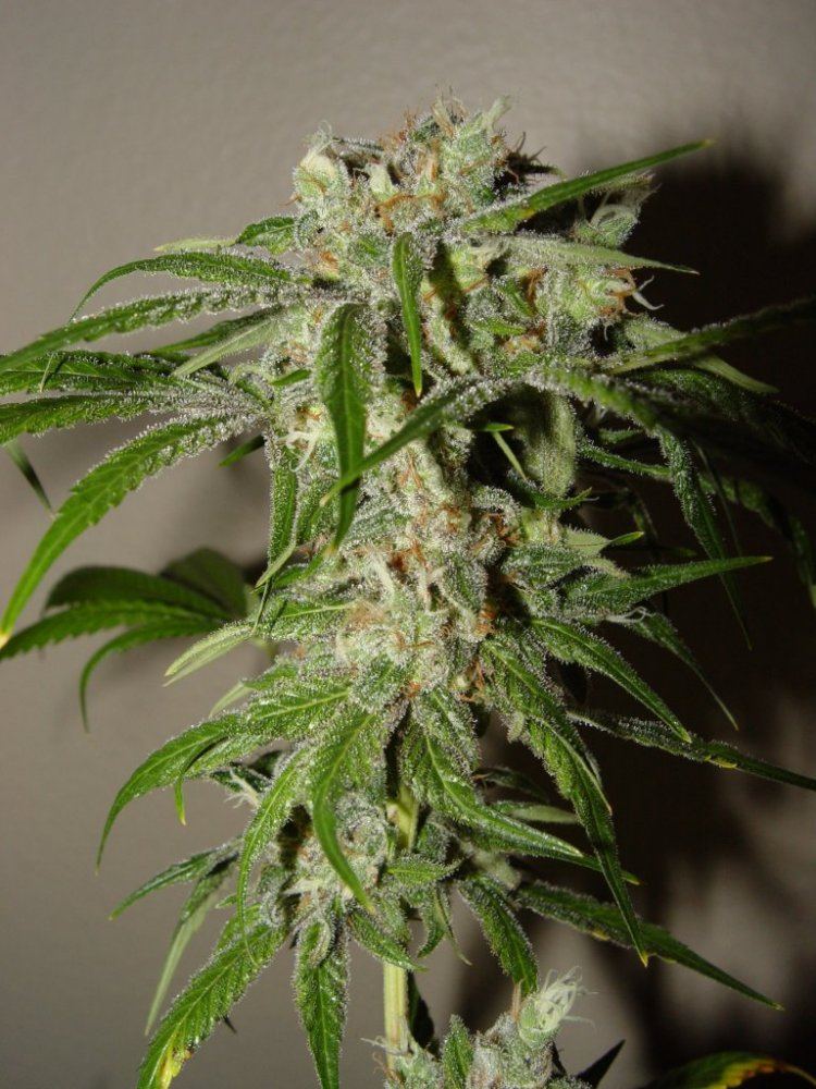 Strawberry Bubba  1