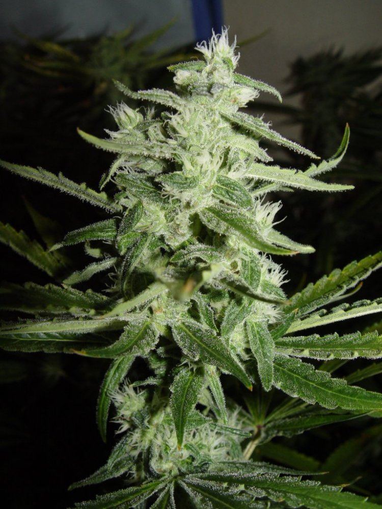 Strawberry Bubba  1