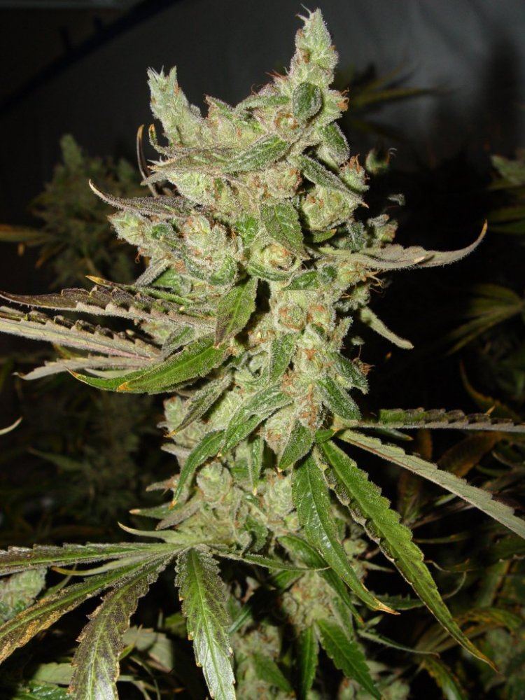 Strawberry Bubba 1