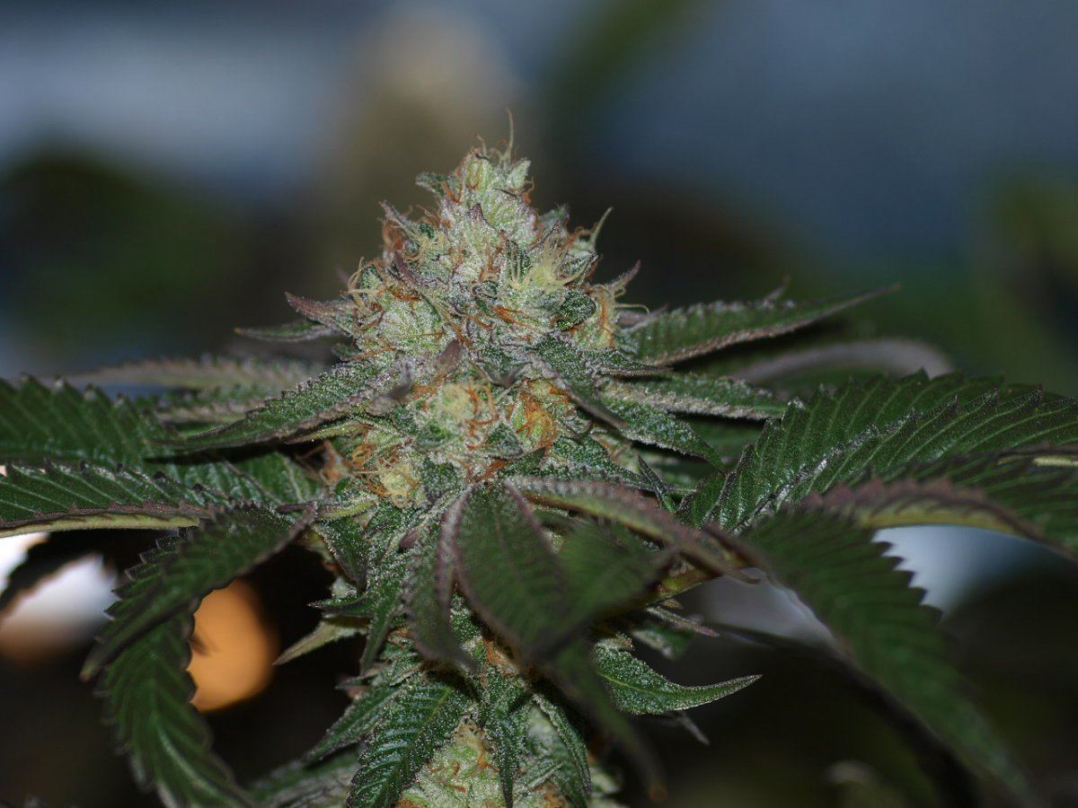 STRAWBERRY BUBBA 1