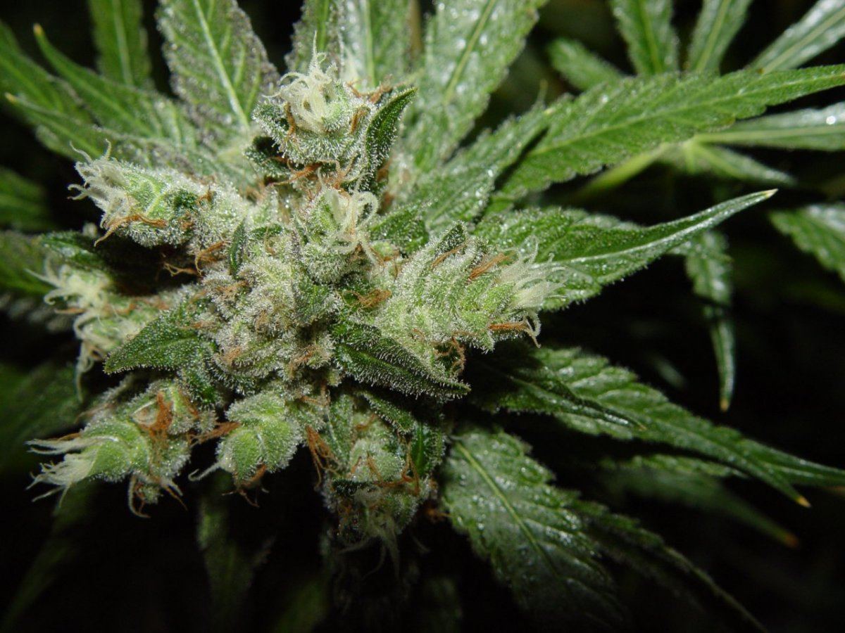 Strawberry Bubba  2
