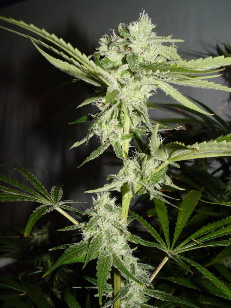 Strawberry Bubba  2