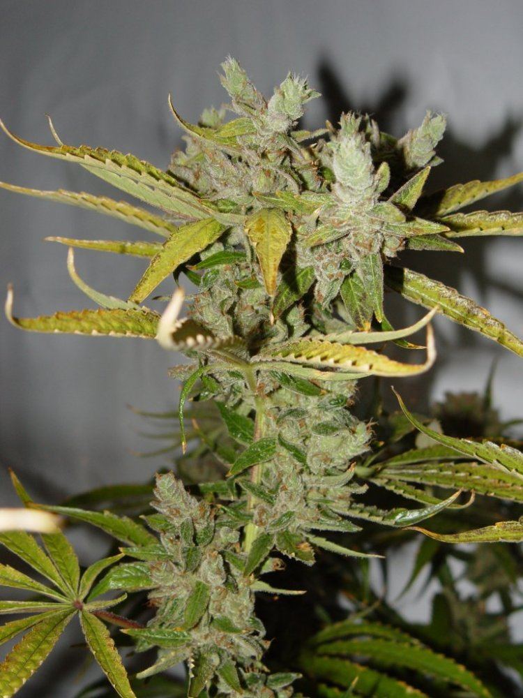 Strawberry Bubba 2