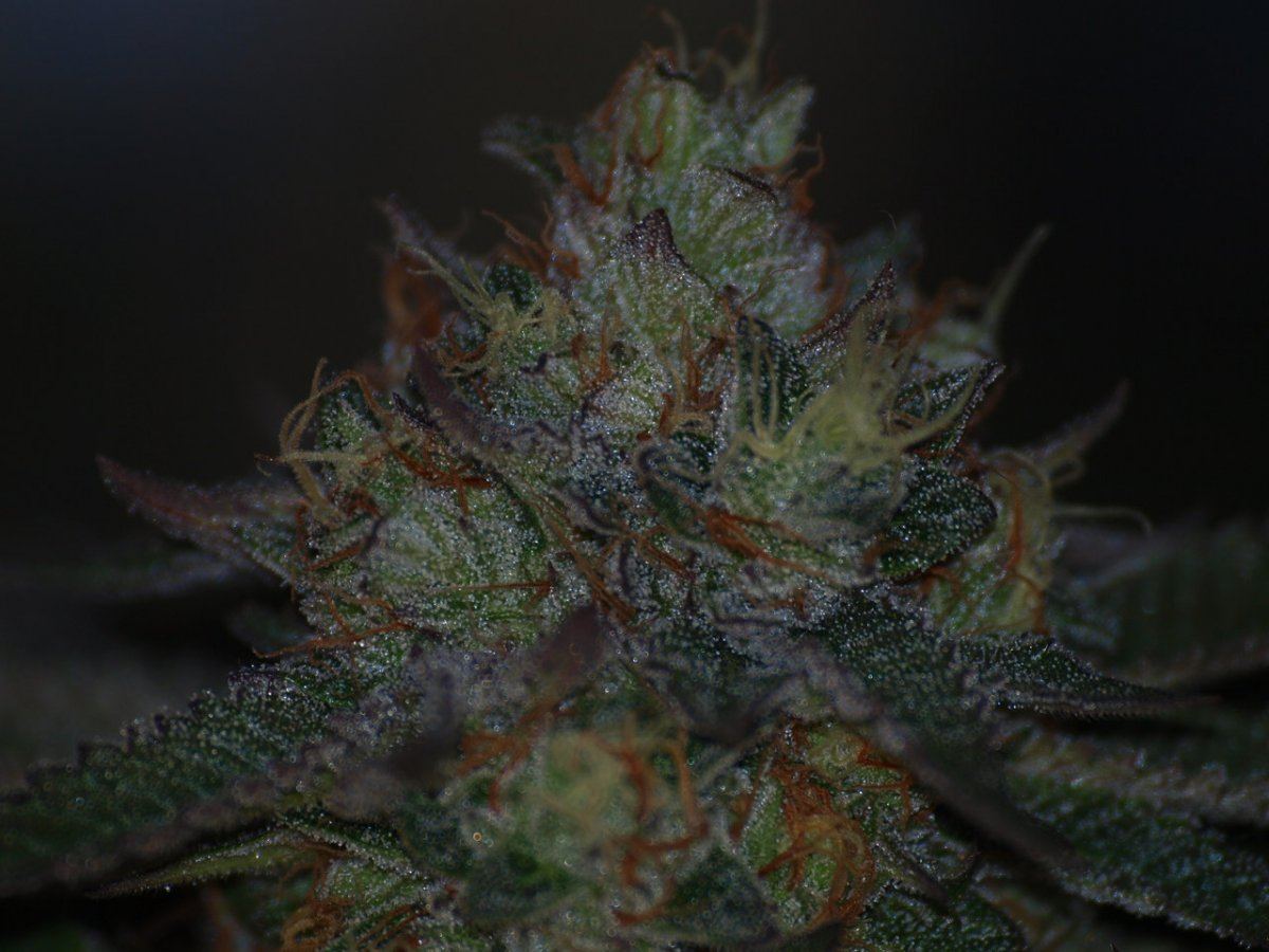 STRAWBERRY BUBBA 2