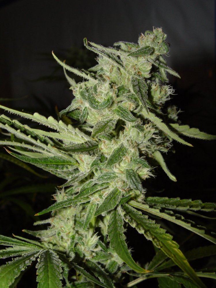 Strawberry Bubba  3
