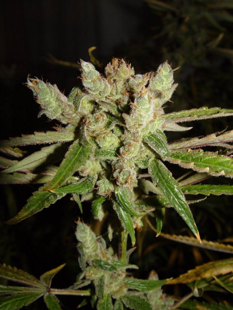 Strawberry Bubba 3