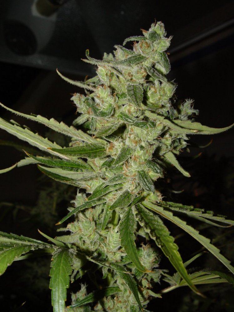 Strawberry Bubba  4