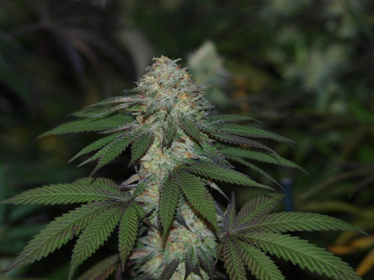 STRAWBERRY BUBBA 4