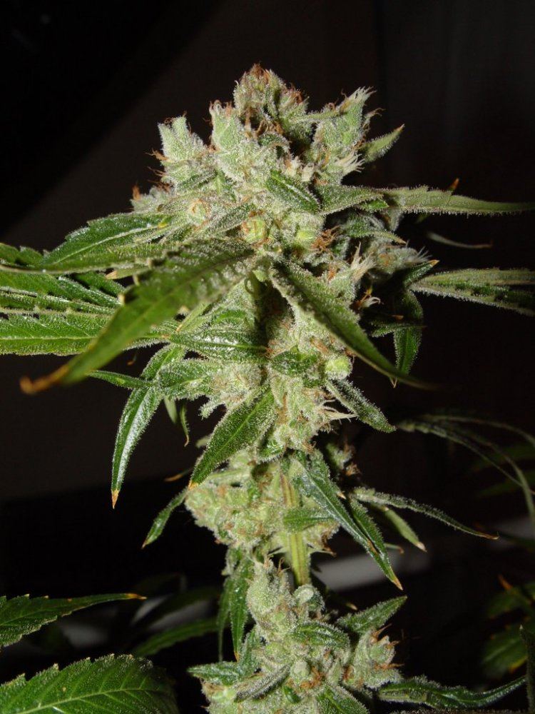Strawberry Bubba  5
