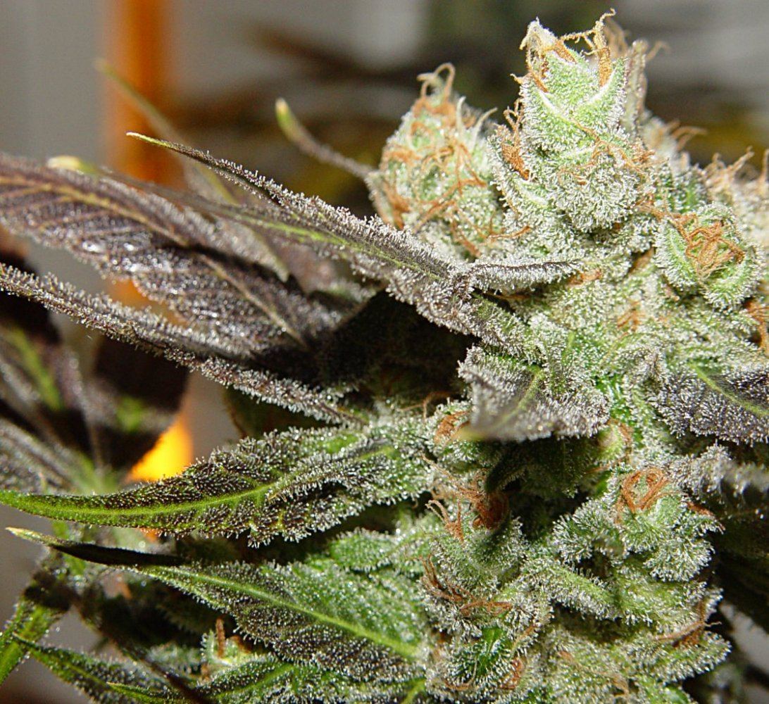 Strawberry Bubba flushed  1