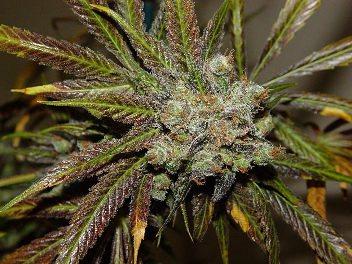 Strawberry Bubba flushed  2
