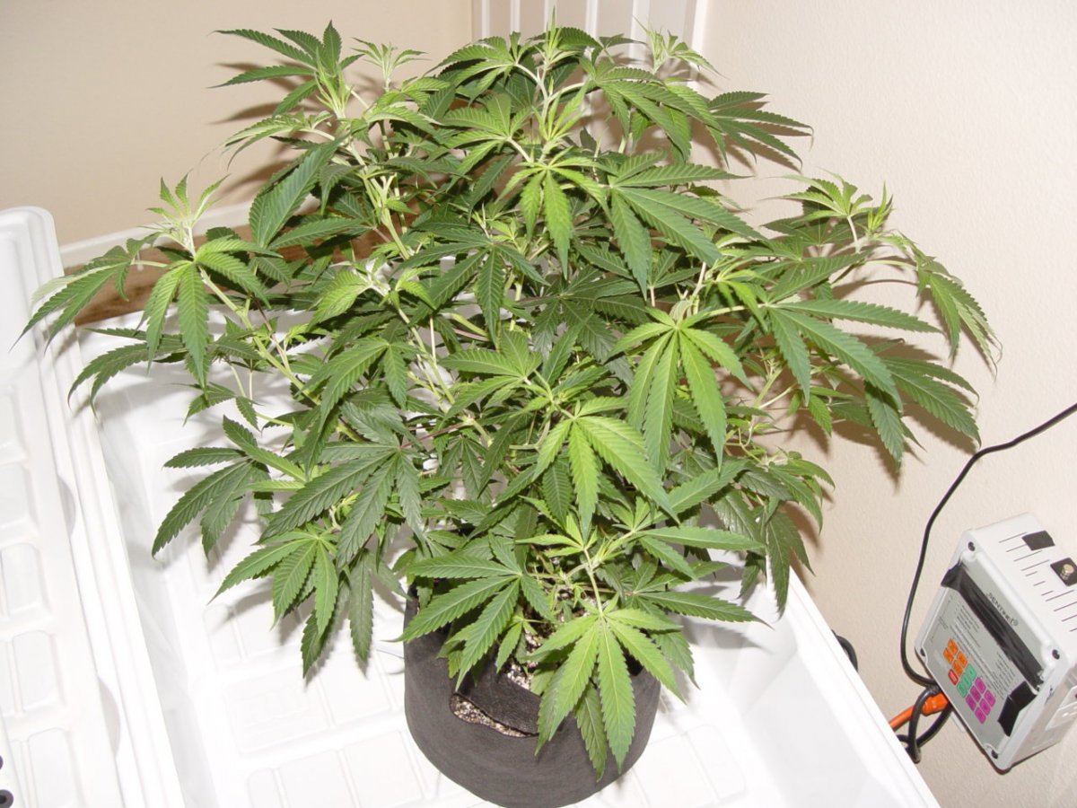Strawberry Bubba