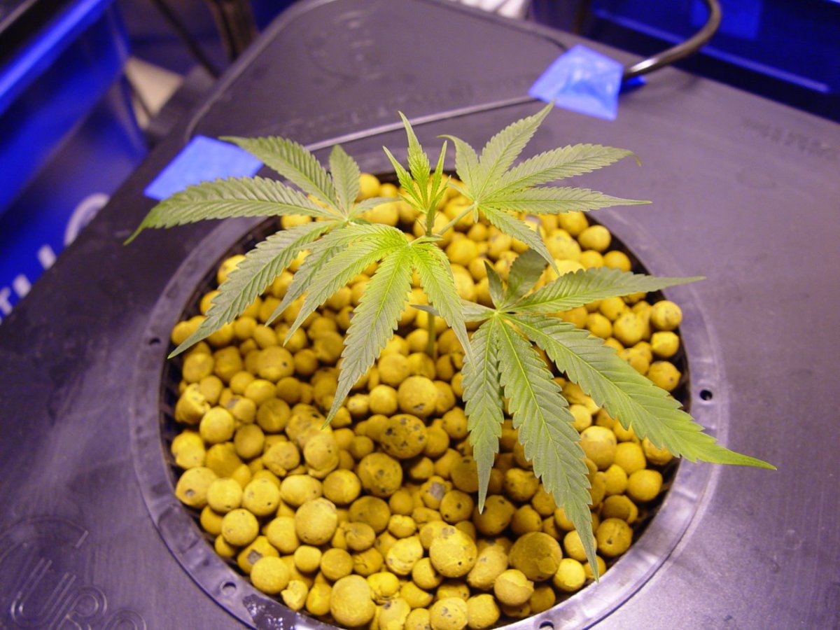 Strawberry Bubba