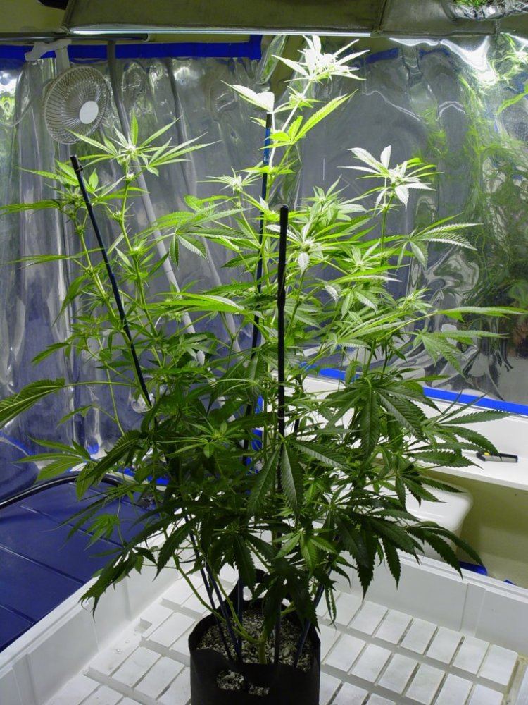 Strawberry Bubba