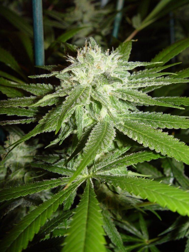 Strawberry Bubba
