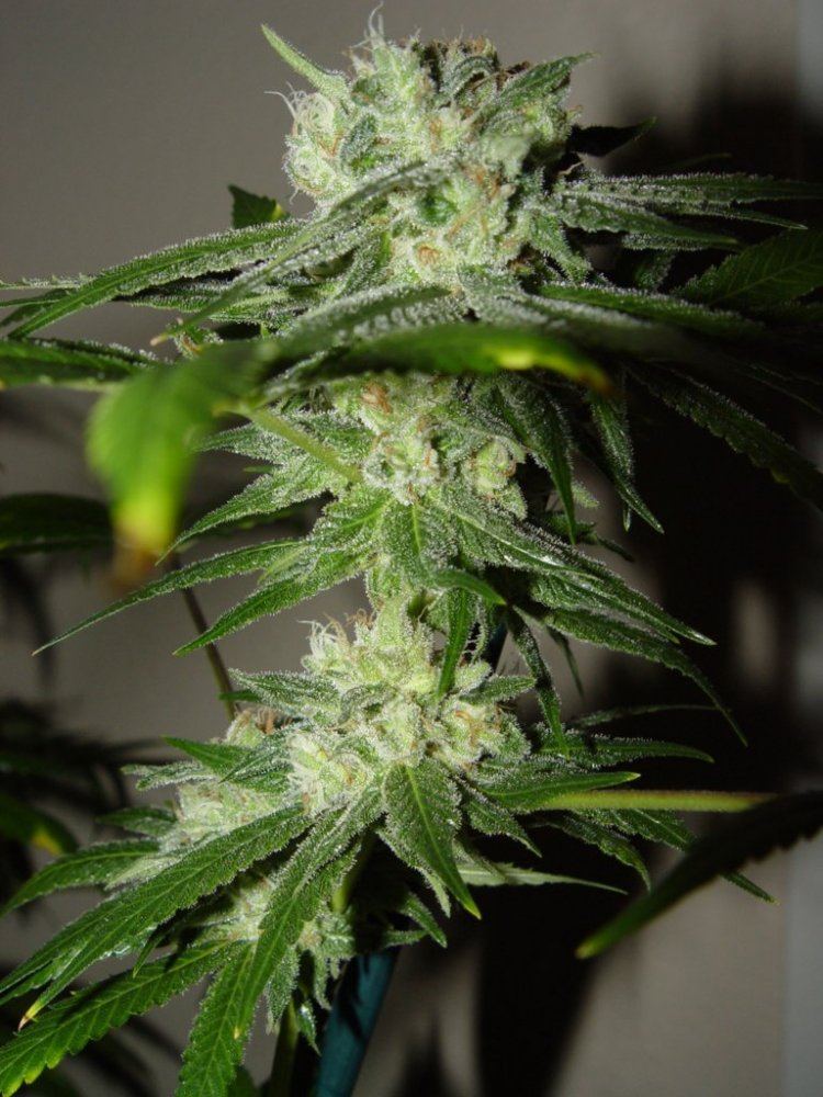 Strawberry Bubba