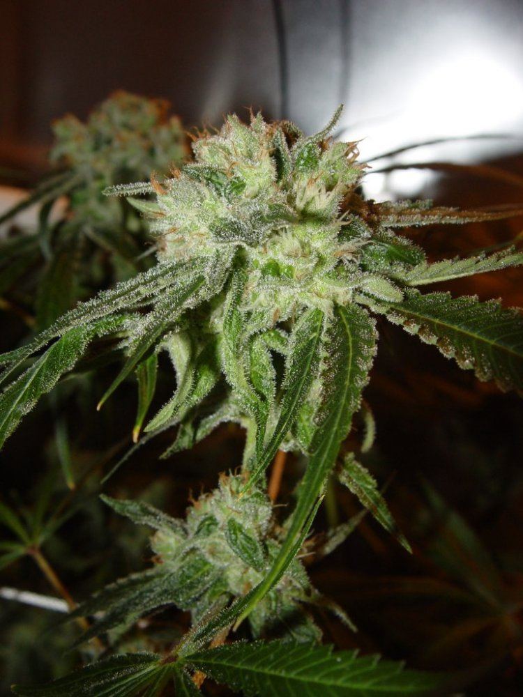 Strawberry Bubba