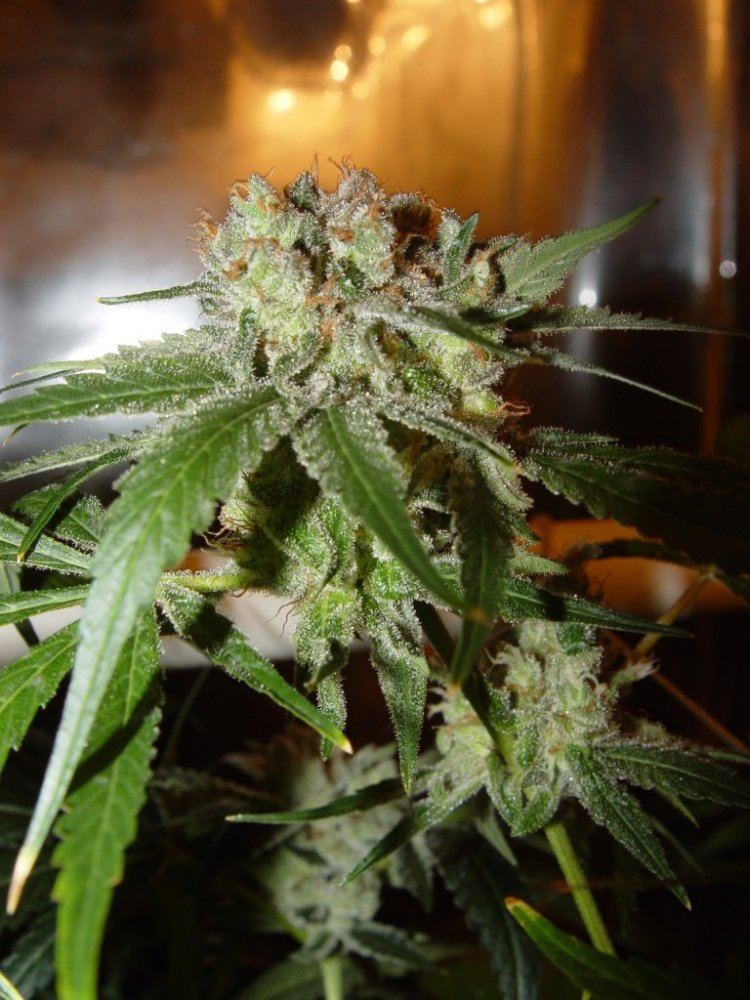 Strawberry Bubba