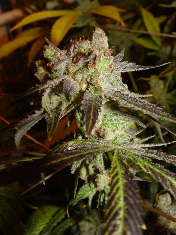 Strawberry Bubba
