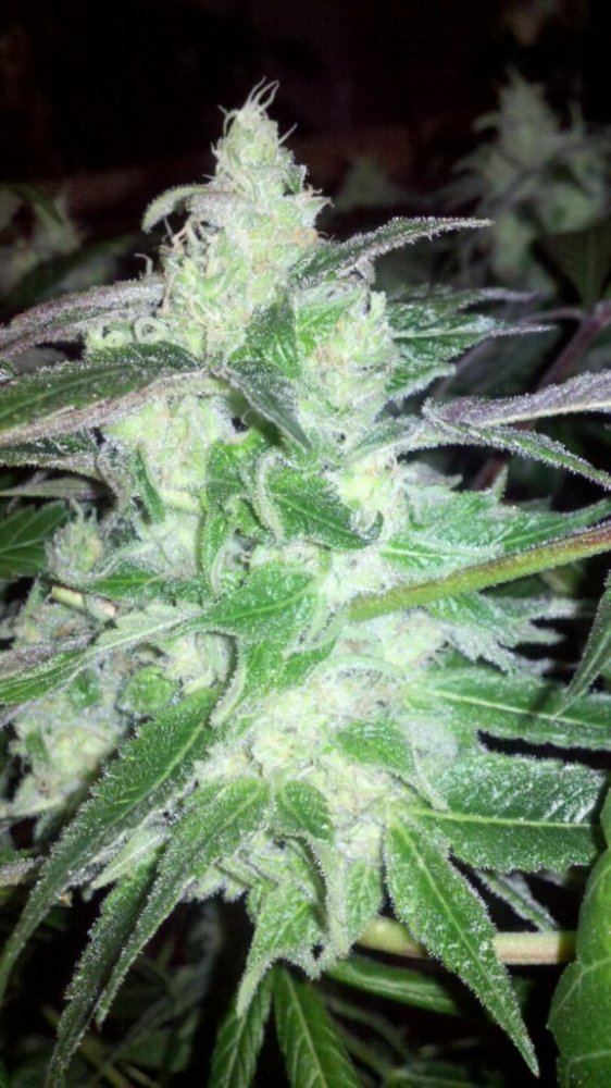 Strawberry cough 