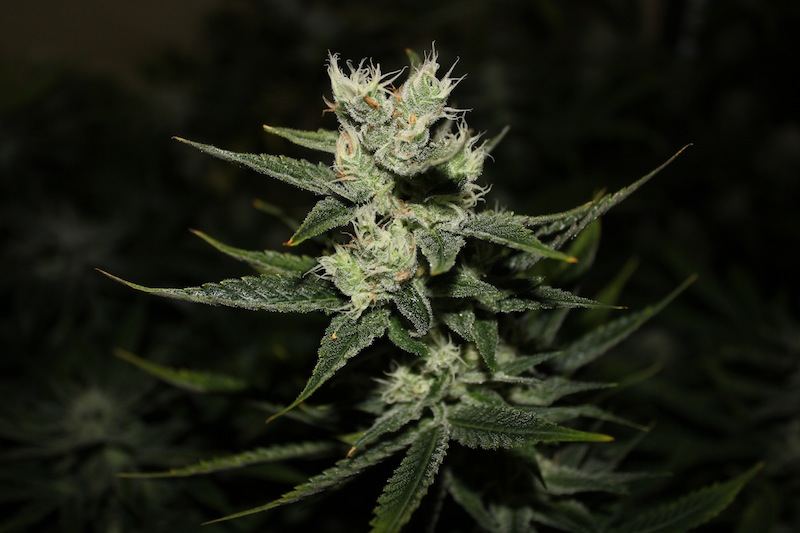 Strawberry creme pics 2