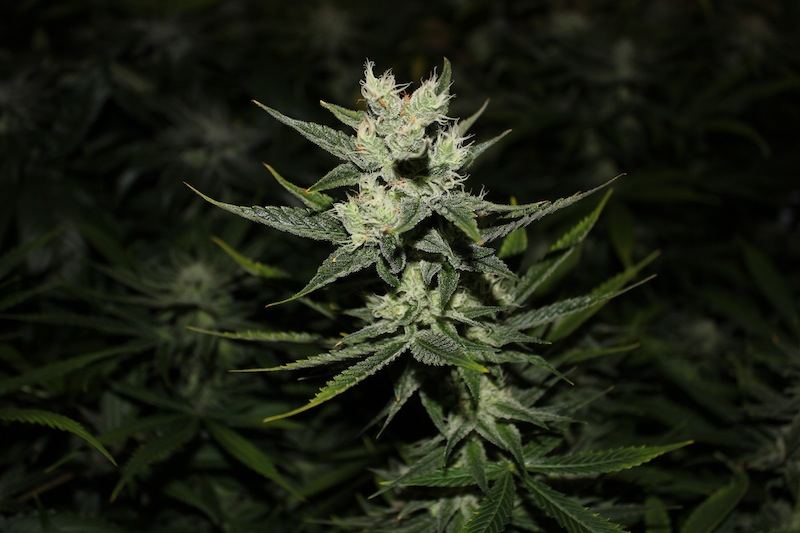 Strawberry creme pics
