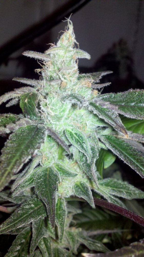Strawberry d