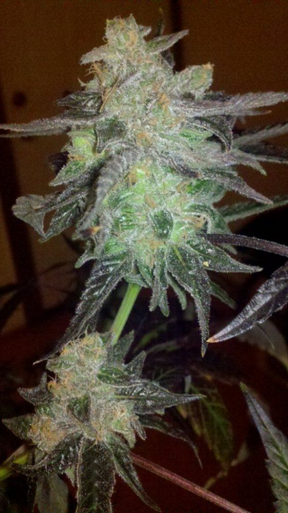 Strawberry d