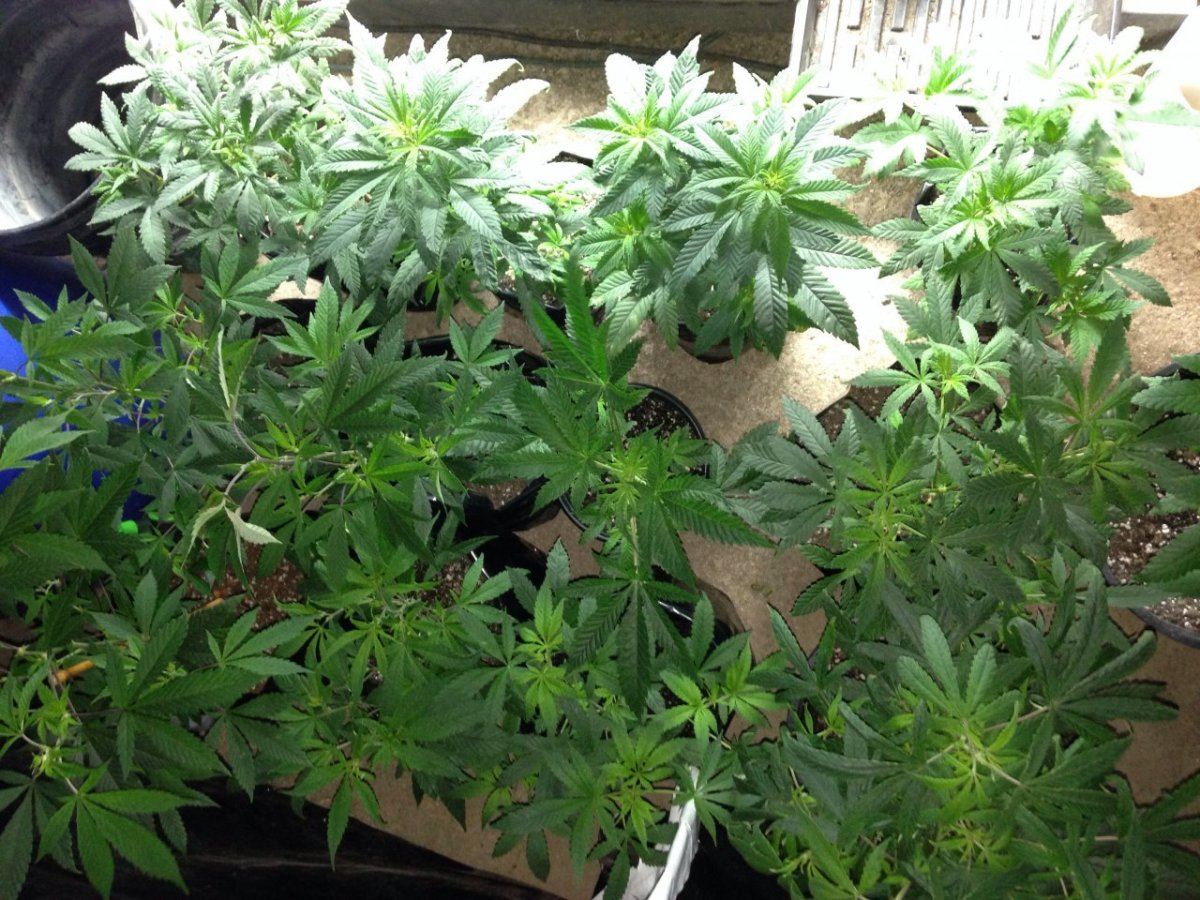 Strawberry diesel grow   1st journal   2x600w hid for flower 2x4 t5 for veg 3
