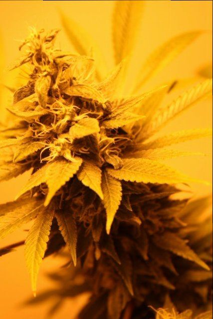 Strawberry double diesel 3