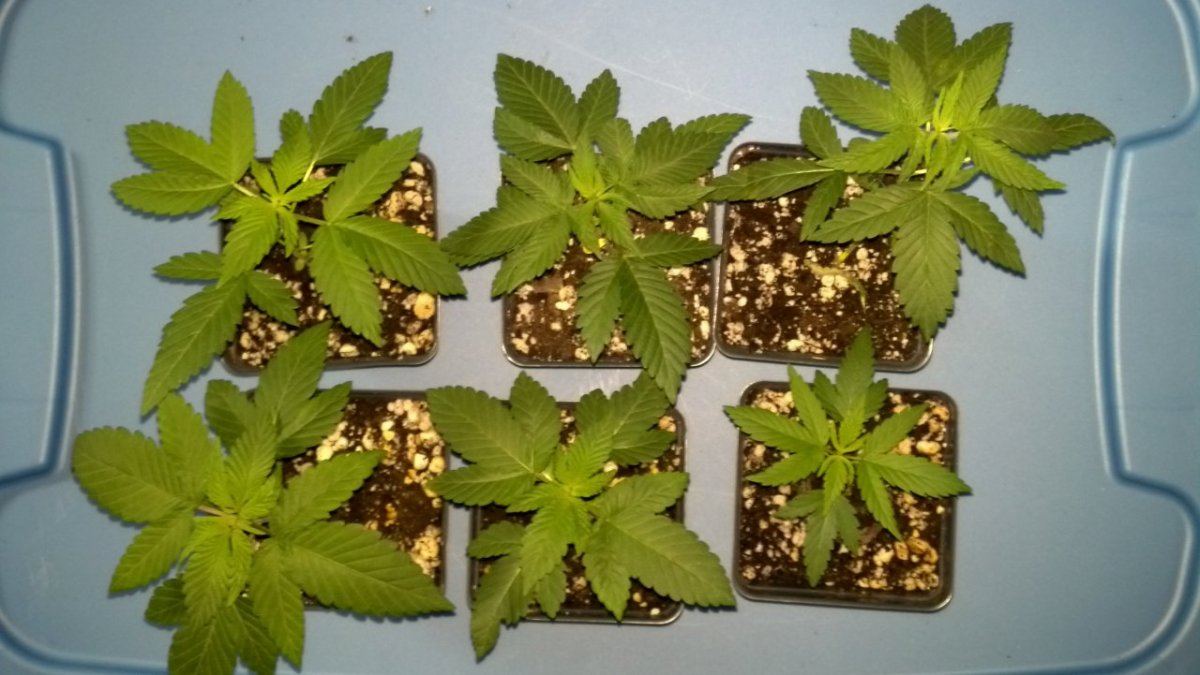 Strawberry f2s