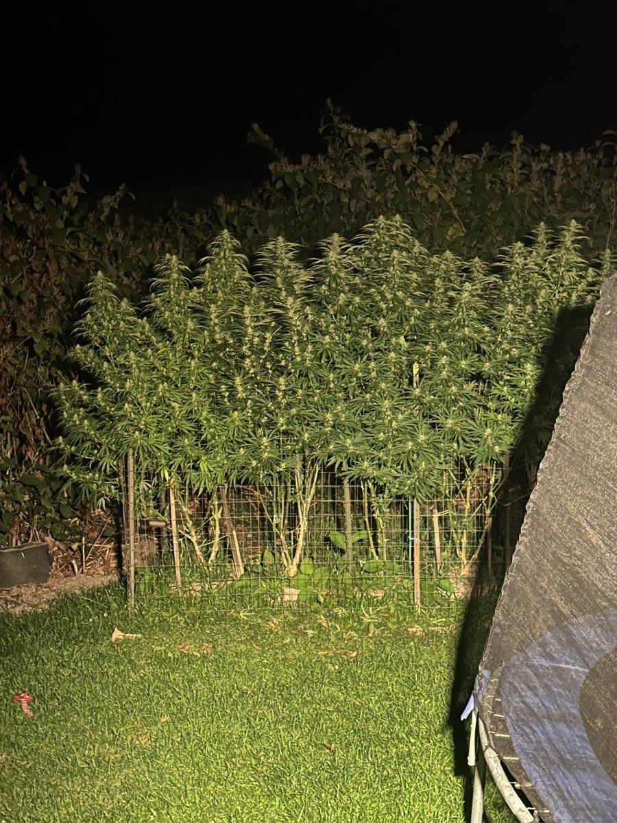 Strawberry kush 11