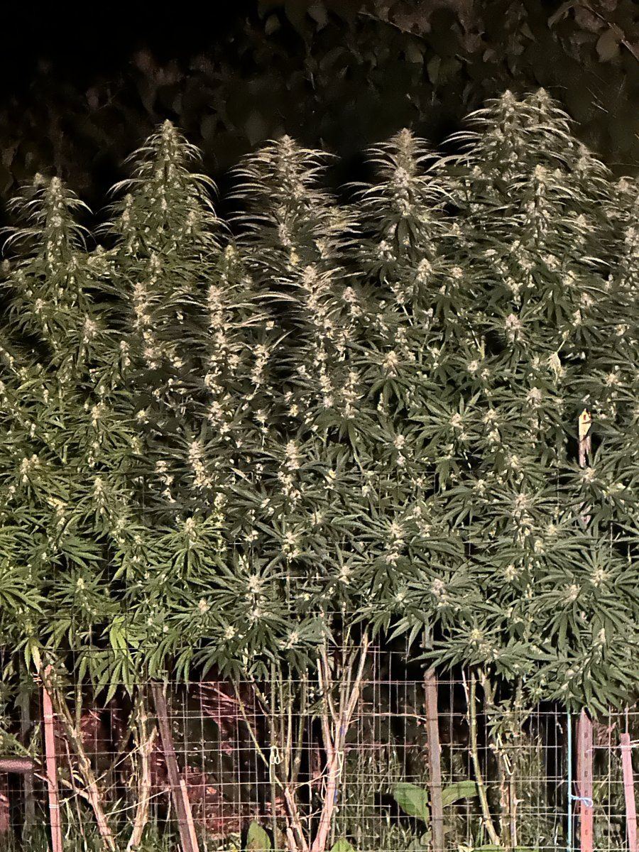Strawberry kush 12