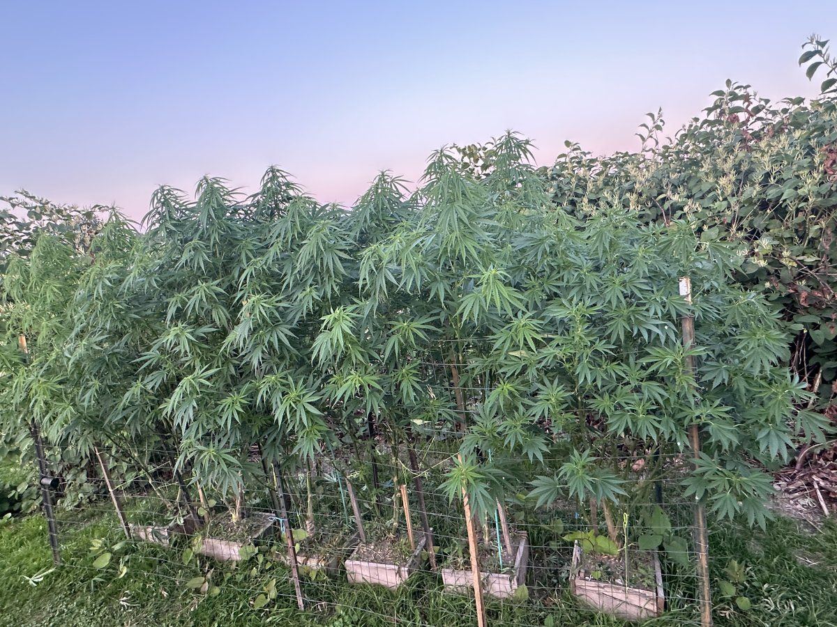 Strawberry kush 3