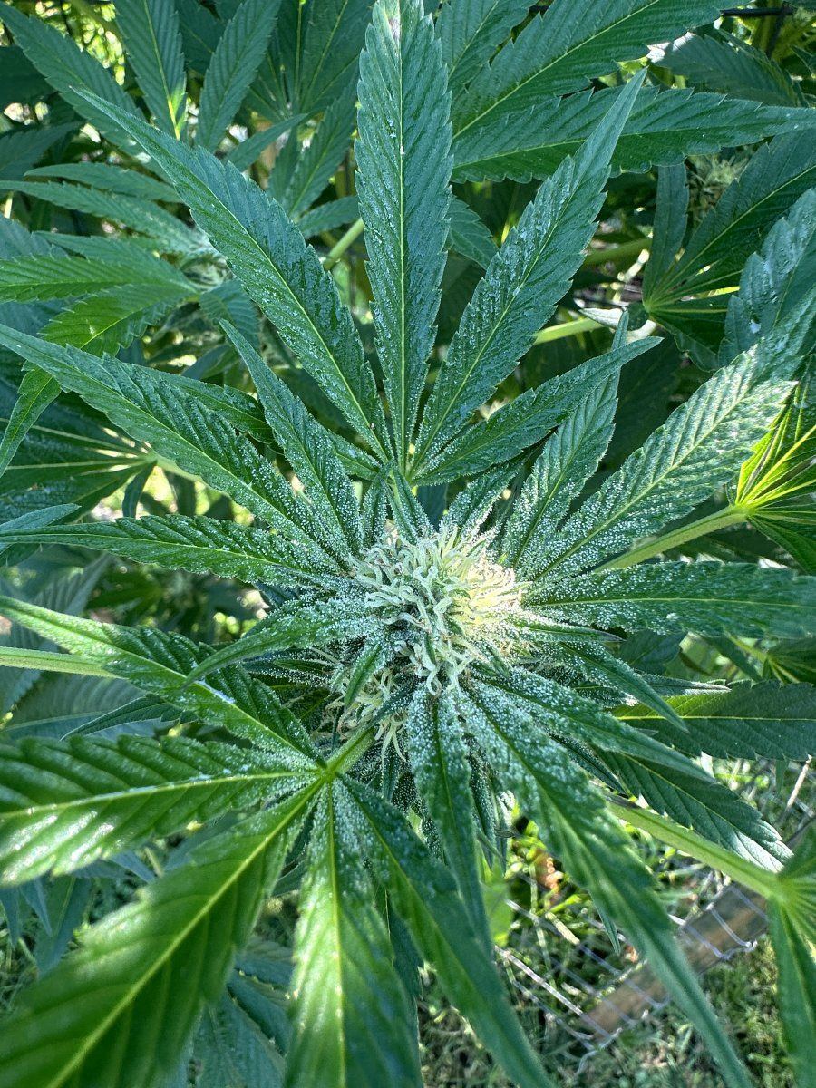 Strawberry kush 4