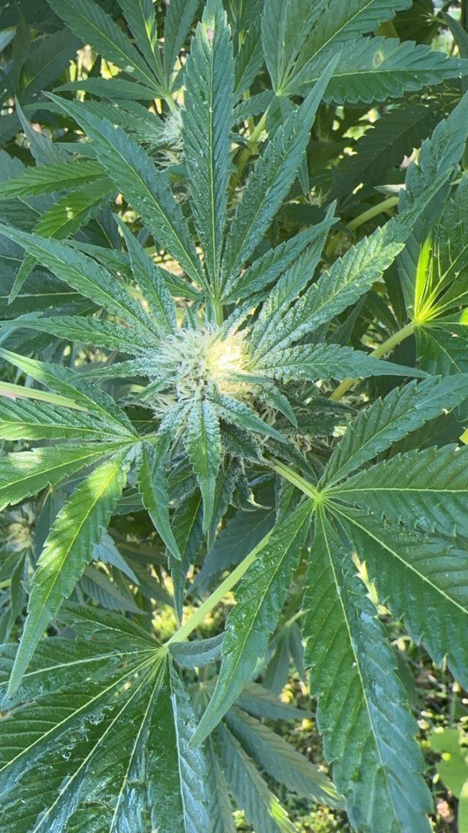 Strawberry kush 5