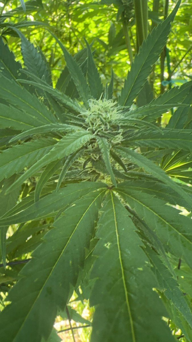 Strawberry kush 6