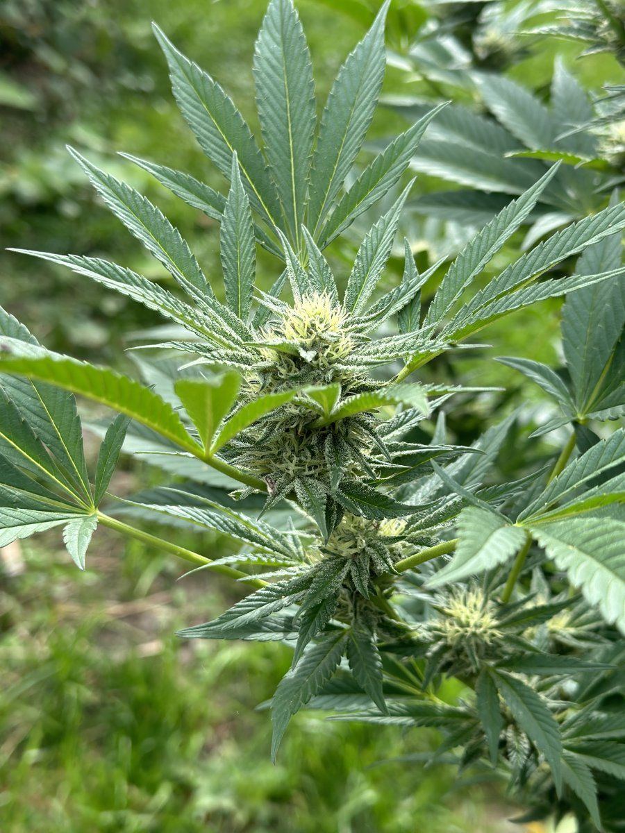 Strawberry kush 7