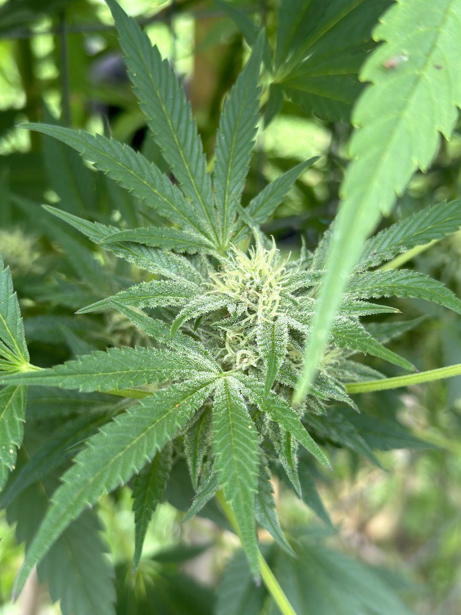 Strawberry kush 8