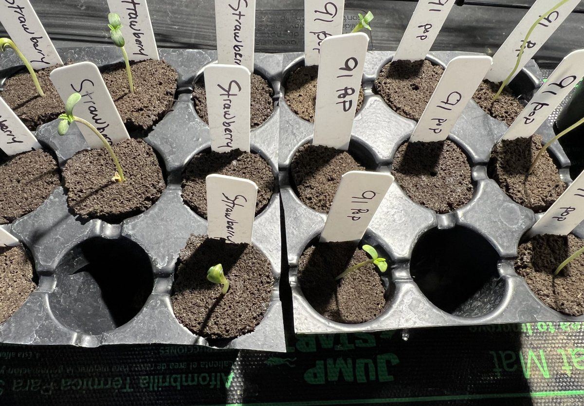 Strawberry truffle detroit seed co