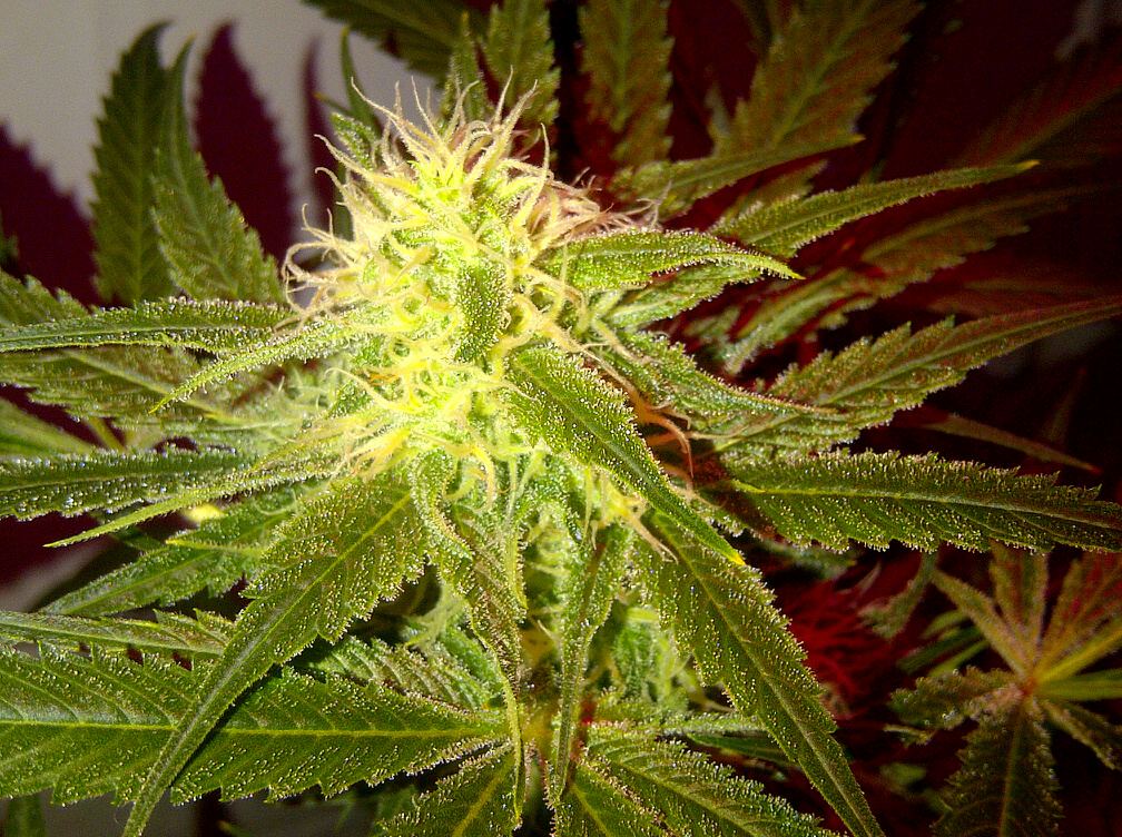 Strawberry white 1 day 43