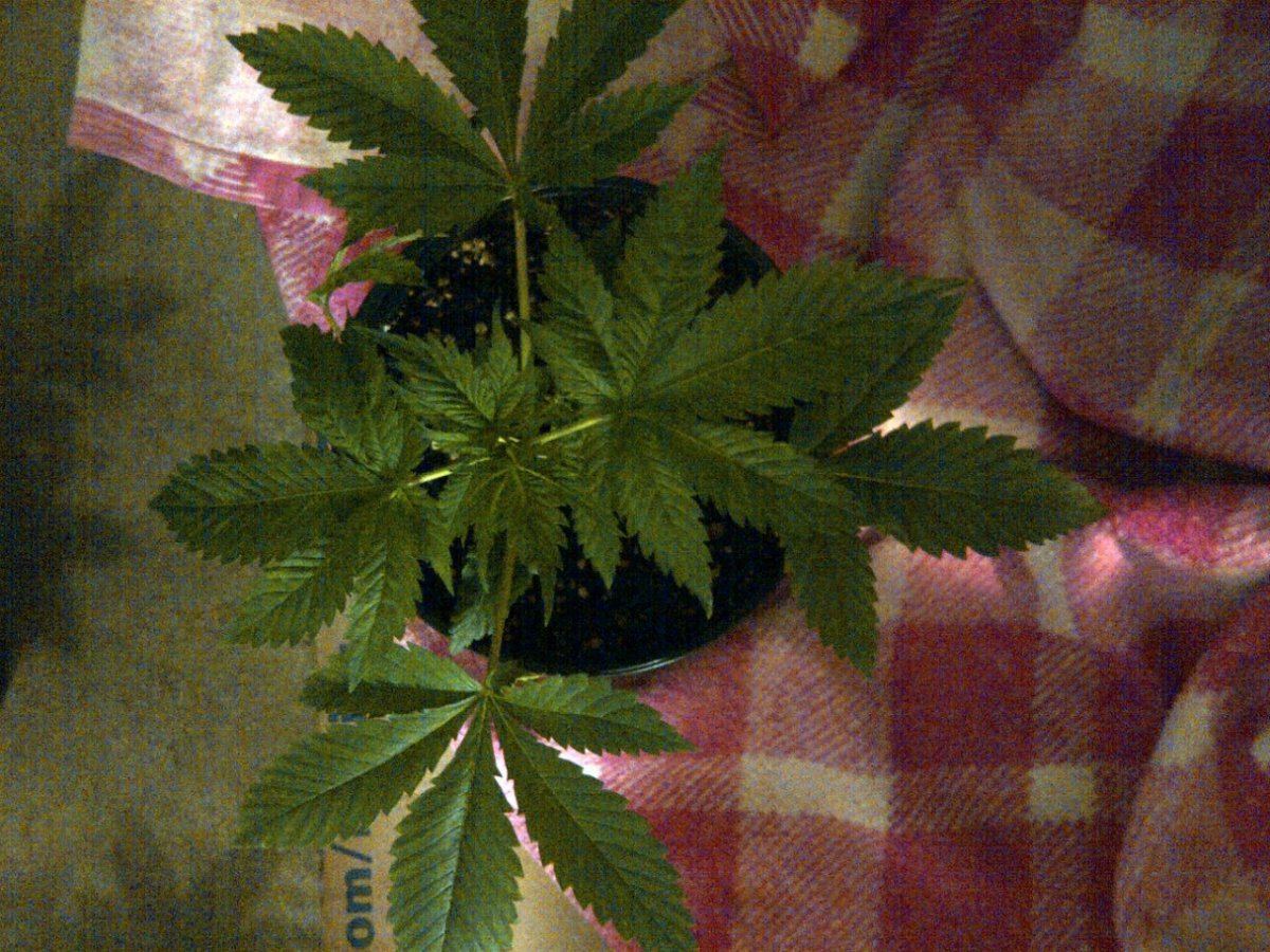 Strawberry white 1