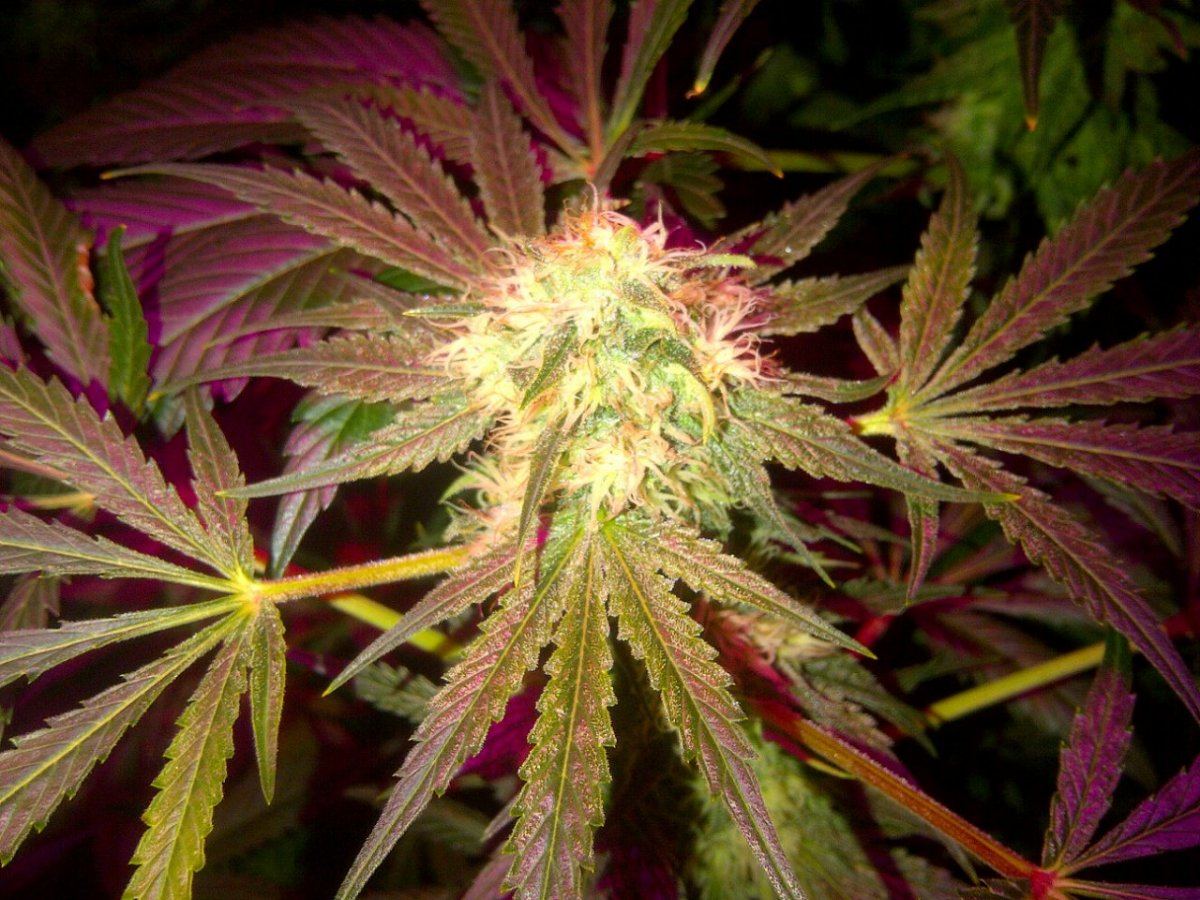 Strawberry white 2  day 43