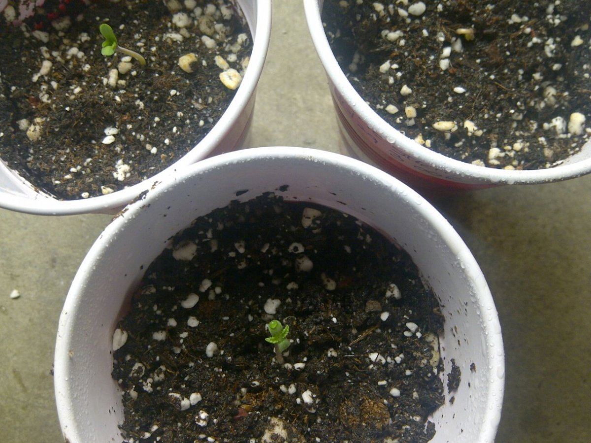 Strawberry white ogr