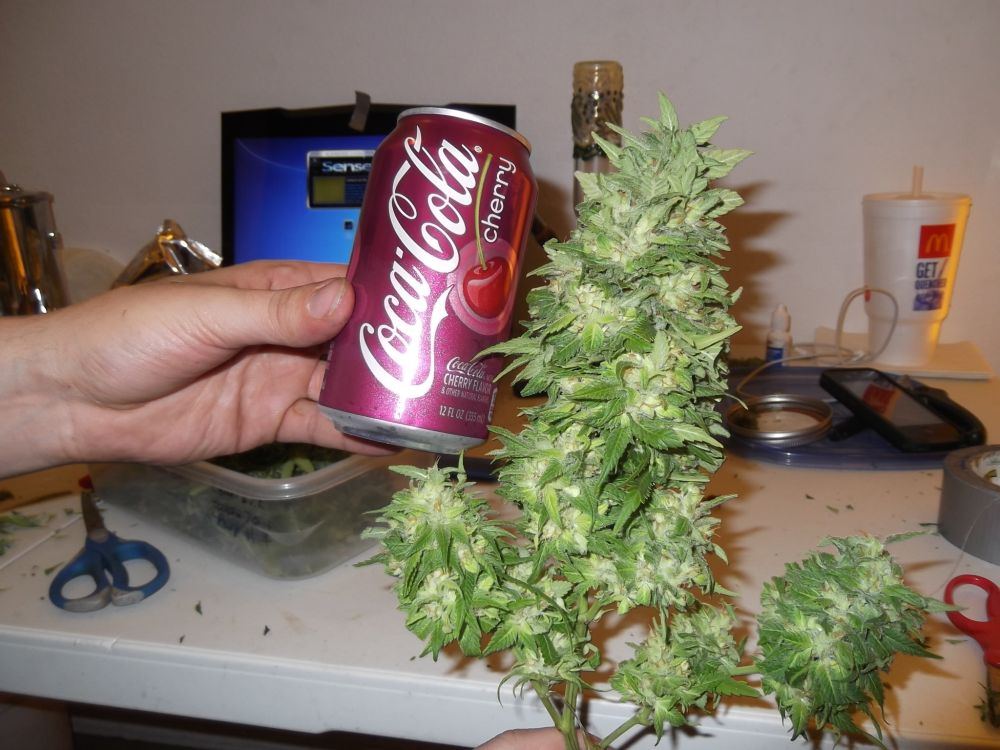 Strawberry2