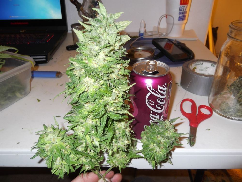Strawberry3