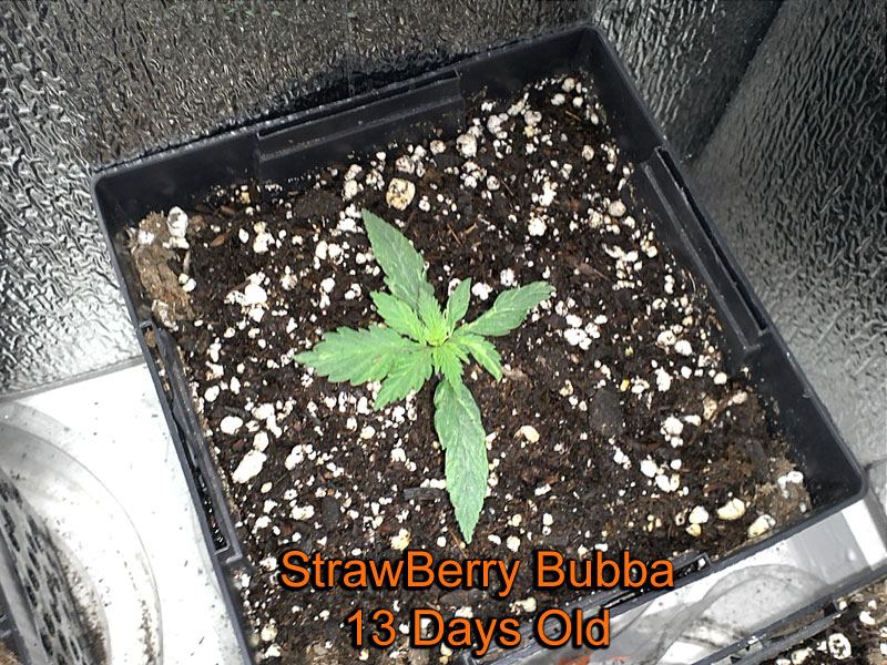 Strawberry bubba 13 days