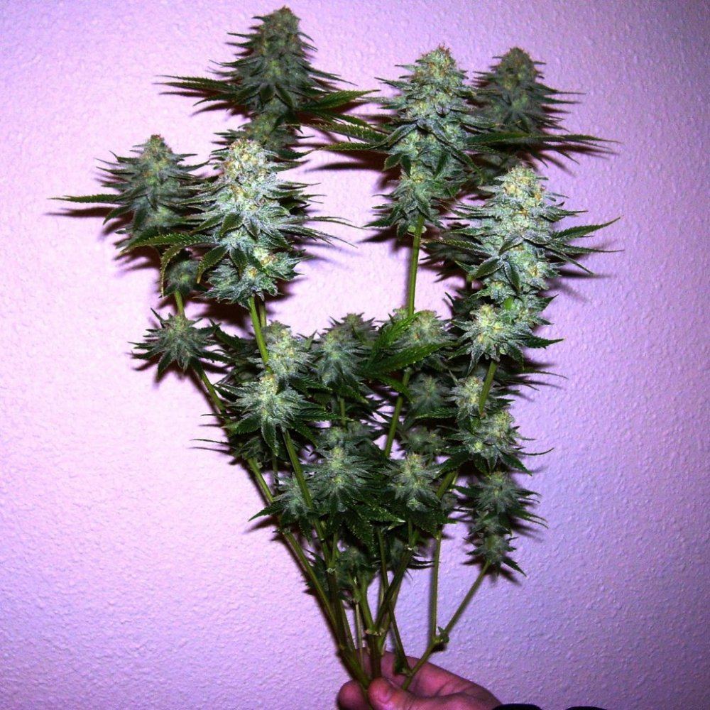 Strawberry dawg2010